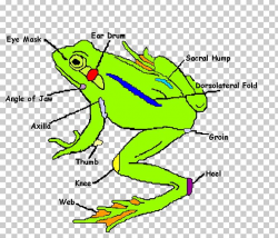 Frog Anatomy Human Body Dissection Organ PNG, Clipart ...