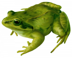 frog Amphibian Drawing Clip art - Real frog 650*522 transprent Png ...