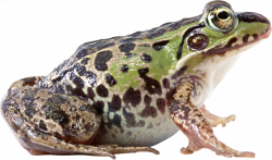 PNG HD Frog Transparent HD Frog.PNG Images. | PlusPNG