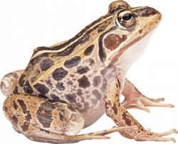 Brown Frog Sideview transparent PNG - StickPNG