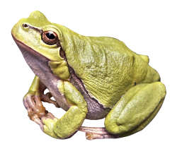 Download Frog Clipart PNG Image With Transparent Background #20 ...
