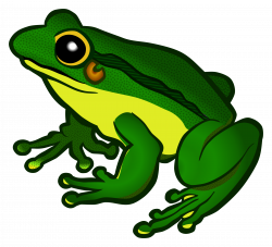 Frog PNG Images Transparent Free Download | PNGMart.com