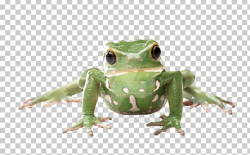 True Frog Amphibian Tree Frog Glass Frog PNG, Clipart ...