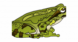 Green Frog Clipart Mother - Clip Art, Transparent Png ...