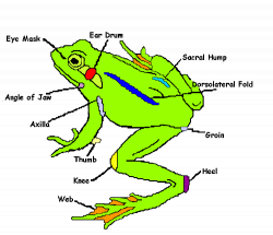 Copy Of Frog Dissection - Lessons - Tes Teach