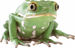 Green Frog transparent PNG - StickPNG