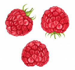 Raspberries PNG Clipart Picture | Gallery Yopriceville - High ...