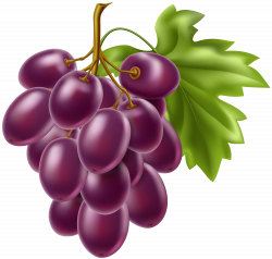 Grapes Fruit PNG Clipart | Gallery Yopriceville - High ...