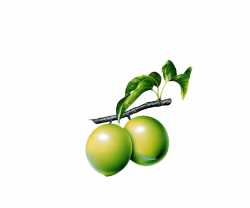 Guava Lemon Clip art - Plum 729*608 transprent Png Free Download ...
