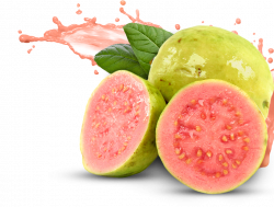 28+ Collection of Guava Fruit Clipart Png | High quality, free ...