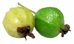Guava PNG Image - PngPix