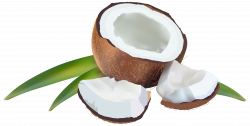 Coconut with Leaves PNG Clipart Image | Gallery Yopriceville - High ...