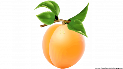 Downloads 7 Apricot Royalty Free Clipart - Fruit Names A-Z With Pictures