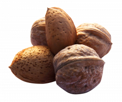 Nuts PNG Image - PurePNG | Free transparent CC0 PNG Image Library