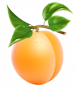 Apricot Transparent PNG Clipart Picture | Pictures for decoupage ...