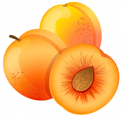 Large Painted Apricot PNG Clipart | Gallery Yopriceville - High ...