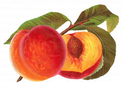 Antique Images: Printable Peach Seed Catalog Artwork Vintage Fruit ...