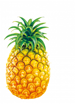 Pineapple Juice Fruit Bromelain Clip art - Big Pineapple 1344*1860 ...