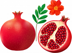 Pomegranate on white background [преобразованный].png | Pinterest ...