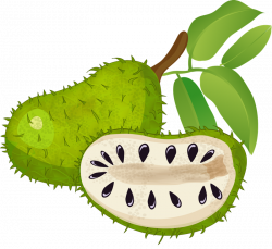 Green tea Matcha Soursop Sugar apple - tropical fruit 800*734 ...