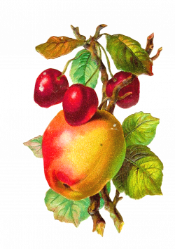 Antique Images: Free Fruit Clip Art: Braeburn Apple and Cherry Clip Art