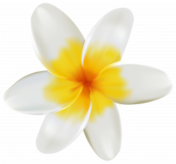 Plumeria PNG Clipart Image | Gallery Yopriceville - High-Quality ...