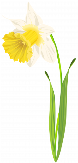 Daffodil PNG Clip Art Image - Best WEB Clipart