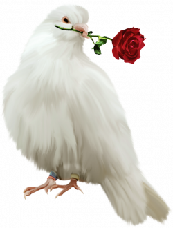 Painted Dove with Red Rose Free Clipart | Gallery Yopriceville ...