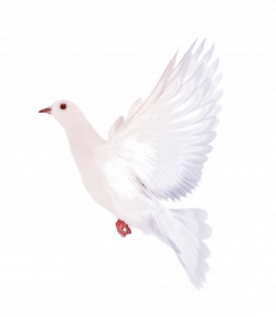 White Dove Clipart | Gallery Yopriceville - High-Quality Images and ...