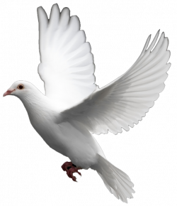 White Dove Images: The Symbol of Peace | PixTif | Pinterest ...