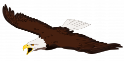 28+ Collection of Eagle Clipart Transparent | High quality, free ...