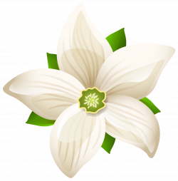 Large White Flower Transparent PNG Clip Art Image | Gallery ...