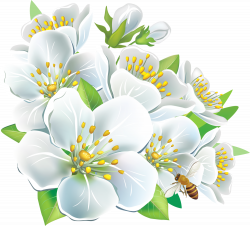 Large White Flowers PNG Clipart | Gallery Yopriceville - High ...