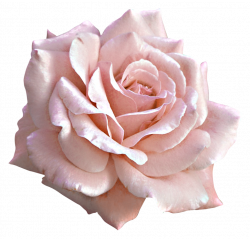 Large Light Pink Rose PNG Clipart | Gallery Yopriceville - High ...