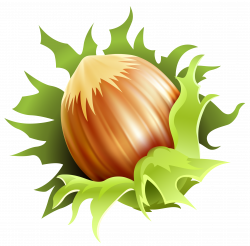Hazelnut PNG Clipart Image | Gallery Yopriceville - High-Quality ...