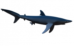 shark shadow images - Google Search | Sharks, Whales and Sea ...