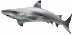 Shark Transparent Clip Art Image | Gallery Yopriceville - High ...