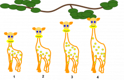 File:Lamarckian inheritance- Giraffes.png - Wikimedia Commons