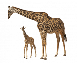 Giraffe Baby transparent PNG - StickPNG
