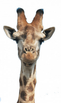 giraffe head | Art | Pinterest | Giraffe and Creatures