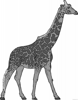 Giraffe Animal free black white clipart images clipartblack ...