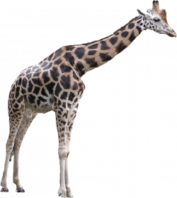 Giraffe Large transparent PNG - StickPNG