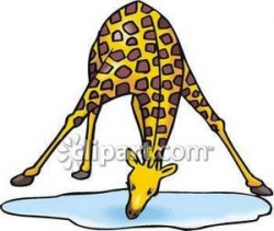 Giraffe Bowing His Head Down To Drink From a Puddle of Water ...