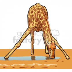 Tall giraffe bending down to drink water clipart. Royalty-free clipart #  129678