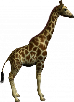 Giraffe clipart real - Pencil and in color giraffe clipart real