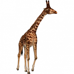 A species of giraffe from the Miocene named honanotherium ...