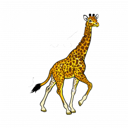 Fauna of Africa Baby Jungle Animals Clip art - giraffe 2362*2362 ...