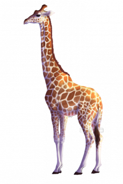Giraffe by kalambo on DeviantArt