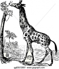 Vector Illustration - An old giraffe engraving illustration ...