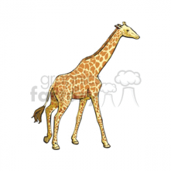Full profile of giraffe clipart. Royalty-free clipart # 129687